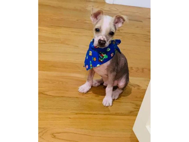 Male Chinese Crested Puppy - 3/4