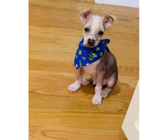 Male Chinese Crested Puppy - 3