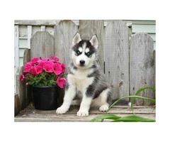 Blue Eyes Siberian Husky Puppies Male and Female