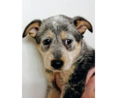 4 Cattle dog pups for sale - 2