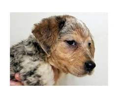 4 Cattle dog pups for sale - 3