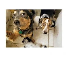 4 Cattle dog pups for sale - 4