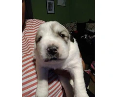 3 great Pyrenees puppies - 2