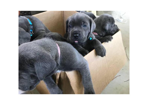 Blue Nose Cane Corso puppies 6 Availables
