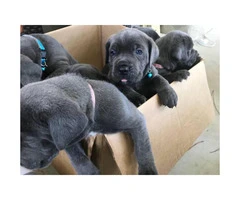 Blue Nose Cane Corso puppies 6 Availables