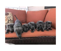 Blue Nose Cane Corso puppies 6 Availables - 2