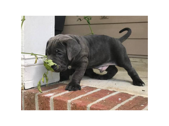 Blue Nose Cane Corso puppies 6 Availables in Raleigh
