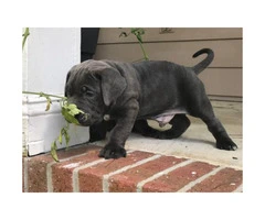 Blue Nose Cane Corso puppies 6 Availables - 3