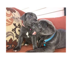 Blue Nose Cane Corso puppies 6 Availables - 4