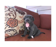 Blue Nose Cane Corso puppies 6 Availables - 5