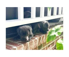 Blue Nose Cane Corso puppies 6 Availables - 6
