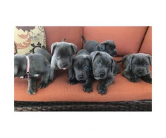 Blue Nose Cane Corso puppies 6 Availables - 7