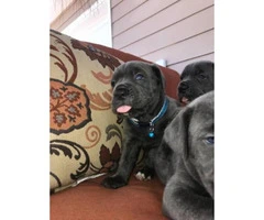 Blue Nose Cane Corso puppies 6 Availables - 8