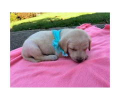 AKC registered labs for sale - 2