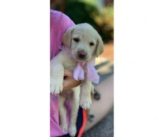 AKC registered labs for sale - 3