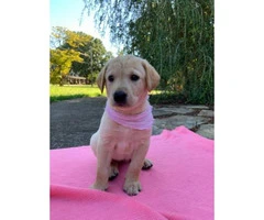 AKC registered labs for sale - 5