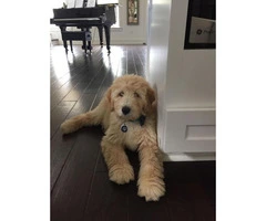 f1b male goldendoodle - 1