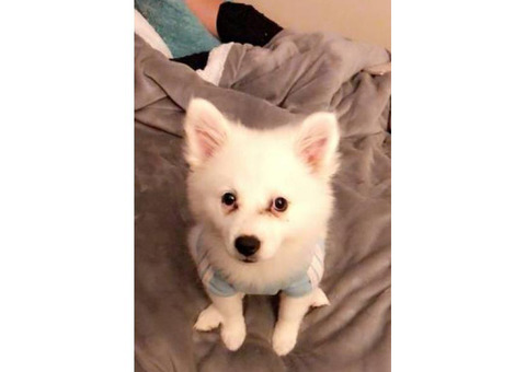 11 weeks old Eskimo puppies