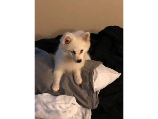 11 weeks old Eskimo puppies - 2/5