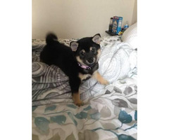 Only one left Shiba Inu in Denver, Colorado - Puppies for ...