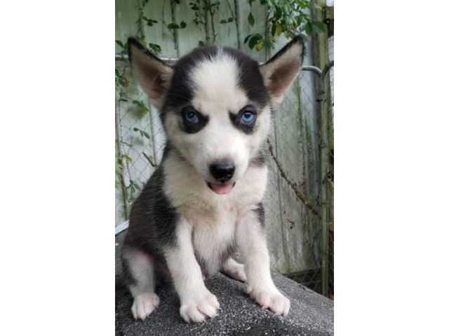 3 lovely Siberian husky puppies in Lexington, Kentucky ...