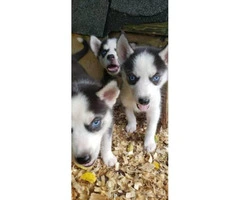 3 lovely Siberian husky puppies - 5
