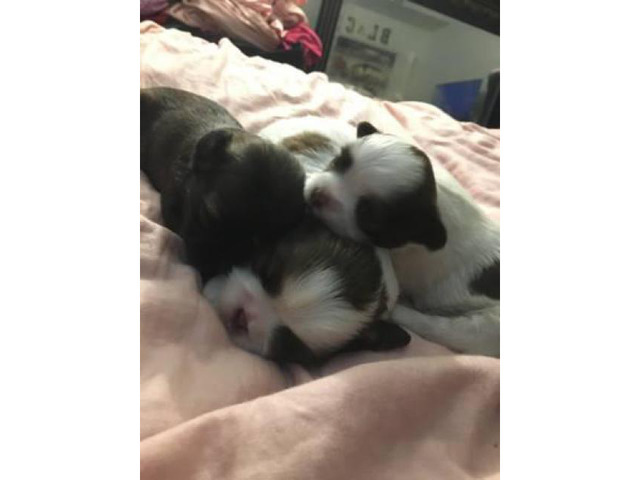 shih tzu puppies for sale in Harrisburg, Pennsylvania ...