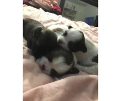 shih tzu puppies for sale - 4