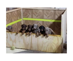 All Females Doberman Pinscher puppies - 2