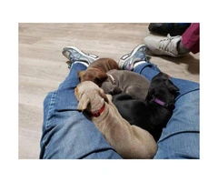 All Females Doberman Pinscher puppies - 3