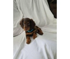 Mini dachshund puppy for sale