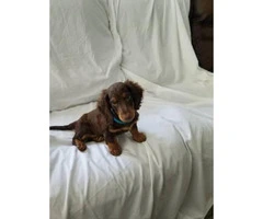 Mini dachshund puppy for sale - 2
