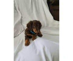 Mini dachshund puppy for sale - 3