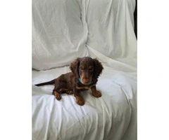 Mini dachshund puppy for sale - 4