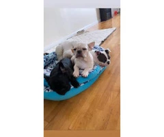 2 Female and 1 male French bulldog puppies