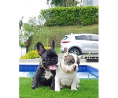 2 Female and 1 male French bulldog puppies - 2