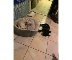 2 Female and 1 male French bulldog puppies - 3