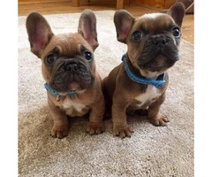 AKC French Bulldog Male and Female For Sale - 1