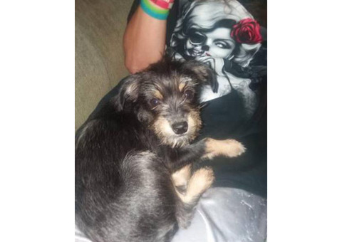 4 month old female chorkie puppy