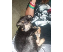 4 month old female chorkie puppy - 2