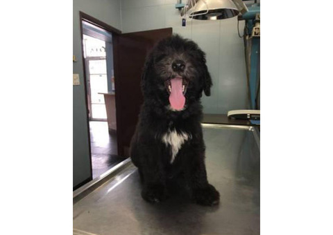 Sheepadoodle puppies