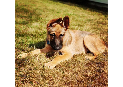 Shepinois puppies