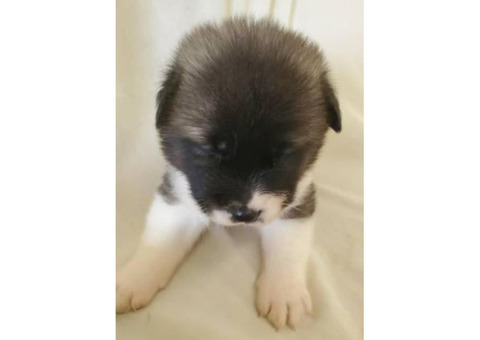 2 female akita puppies