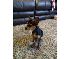One male chihuahua puppy - 5