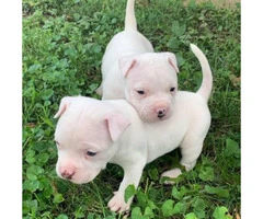 Two males Blue Nose Pit Puppies for Sale