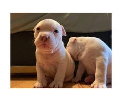 Two males Blue Nose Pit Puppies for Sale - 3
