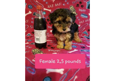 Beautiful Tiny Yorkie Poo Puppies