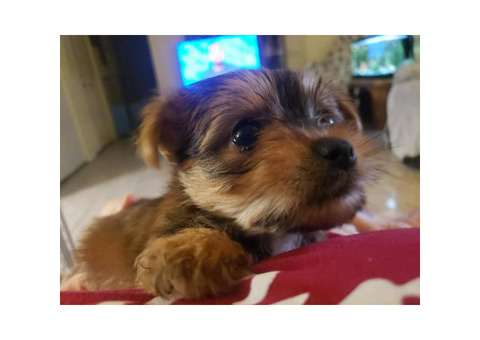 2 beautiful Porkies (Pomeranian x Yorkie)