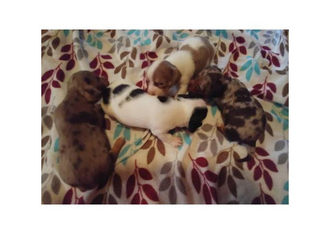 Four adorable & healthy Chiweenie pups