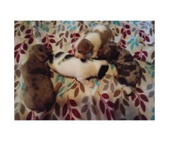Four adorable & healthy Chiweenie pups